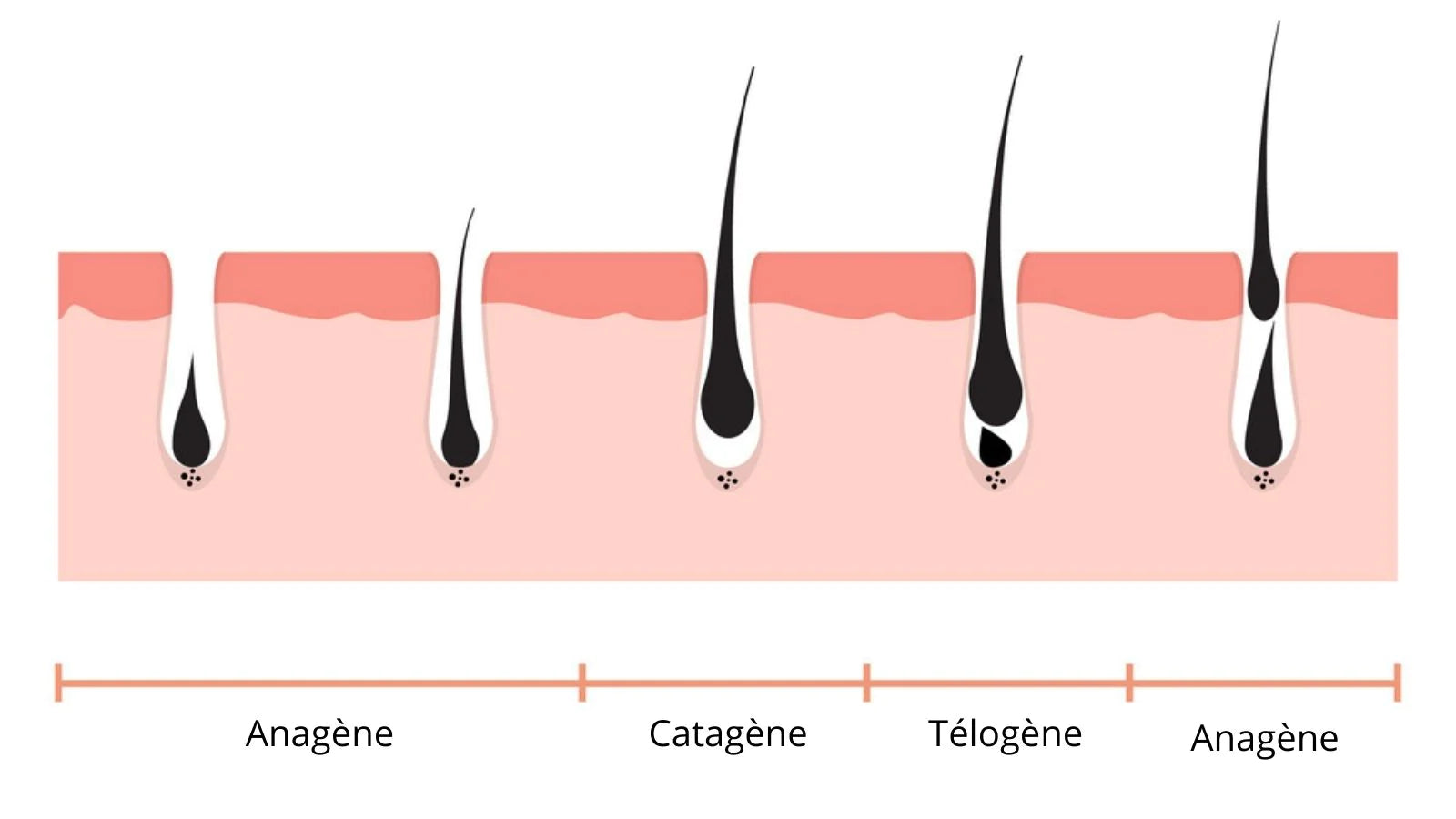 Vous rêvez de tout savoir sur les cils ainsi que leur cycle de vie ?